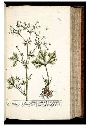 Reproducción/Reproduction 8429977300: Herbarium Blackwellianum emendatum et auctum, id est, Elisabethae Blackwell collectio stirpium. Norimbergae : Typis Io. Iosephi Fleischmanni, 1750-1773.