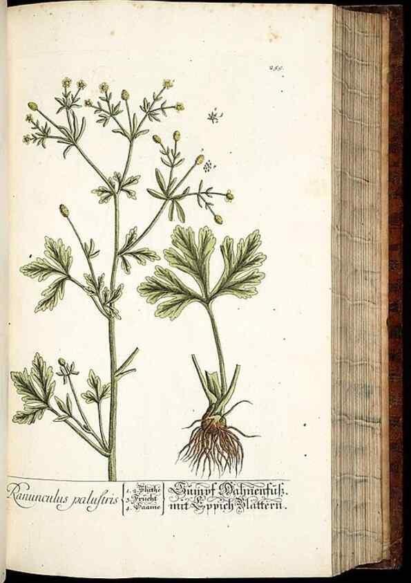 Reproducción/Reproduction 8429977300: Herbarium Blackwellianum emendatum et auctum, id est, Elisabethae Blackwell collectio stirpium. Norimbergae : Typis Io. Iosephi Fleischmanni, 1750-1773.