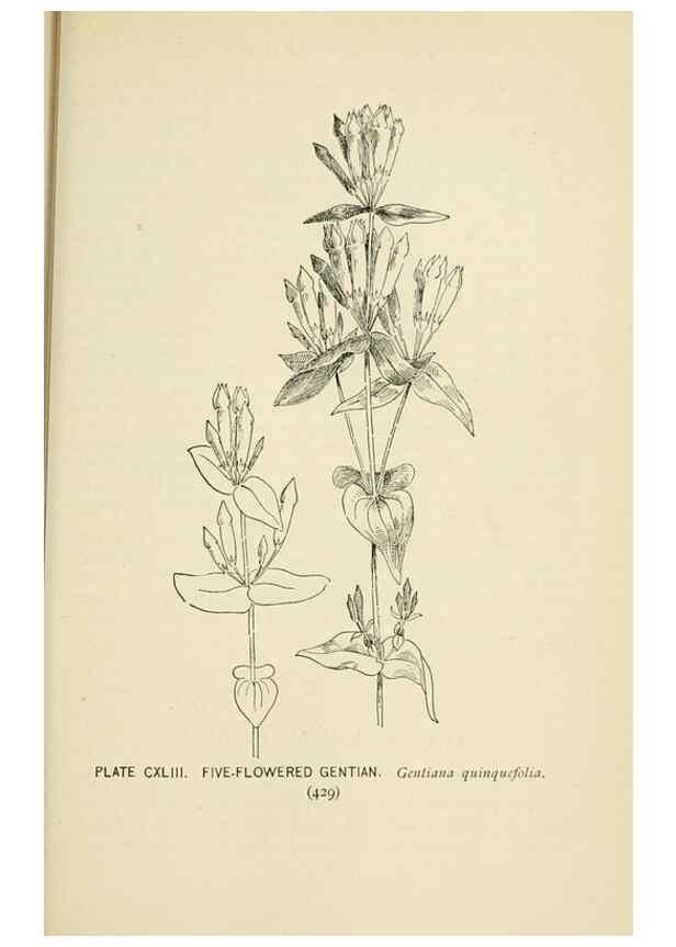 Reproducción/Reproduction 8426214795: Southern wild flowers and trees,. New York,Stokes[1901]