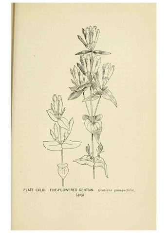 Reproducción/Reproduction 8426214795: Southern wild flowers and trees,. New York,Stokes[1901]