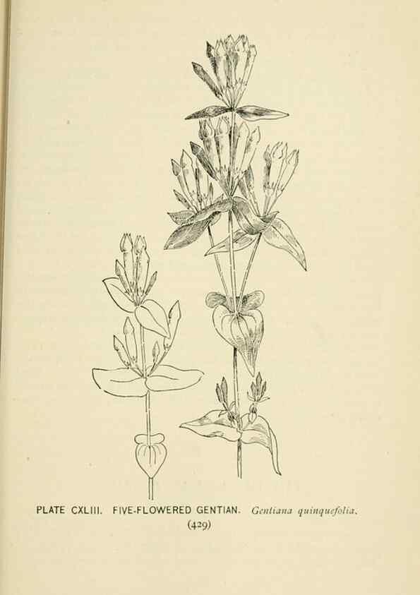 Reproducción/Reproduction 8426214795: Southern wild flowers and trees,. New York,Stokes[1901]