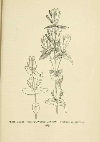 Reproducción/Reproduction 8426214795: Southern wild flowers and trees,. New York,Stokes[1901]
