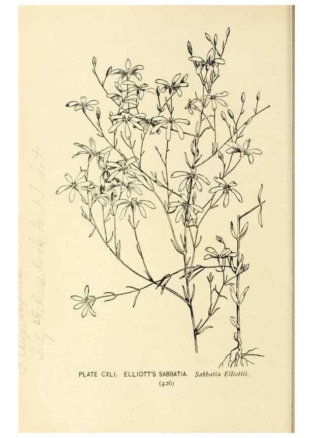 Reproducción/Reproduction 8426213829: Southern wild flowers and trees,. New York,Stokes[1901]