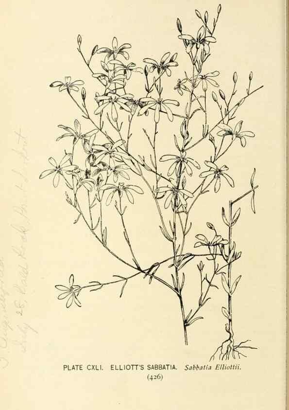 Reproducción/Reproduction 8426213829: Southern wild flowers and trees,. New York,Stokes[1901]
