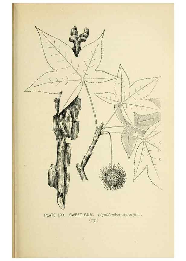 Reproducción/Reproduction 8426168061: Southern wild flowers and trees,. New York,Stokes[1901]