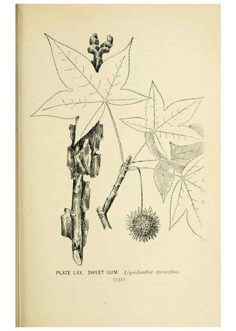 Reproducción/Reproduction 8426168061: Southern wild flowers and trees,. New York,Stokes[1901]