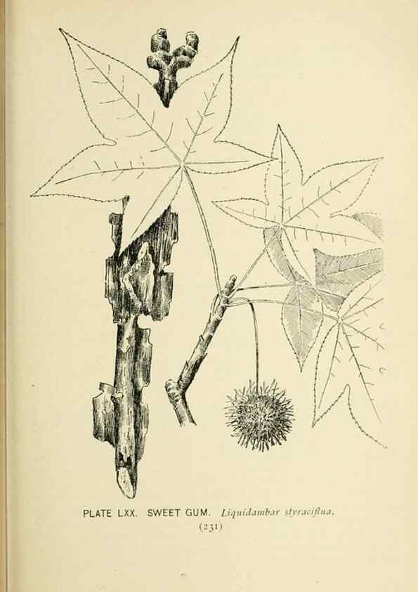 Reproducción/Reproduction 8426168061: Southern wild flowers and trees,. New York,Stokes[1901]