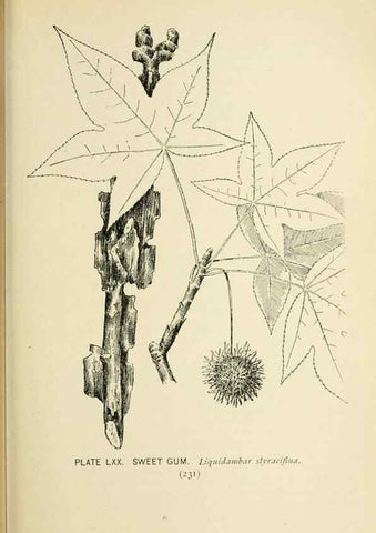 Reproducción/Reproduction 8426168061: Southern wild flowers and trees,. New York,Stokes[1901]