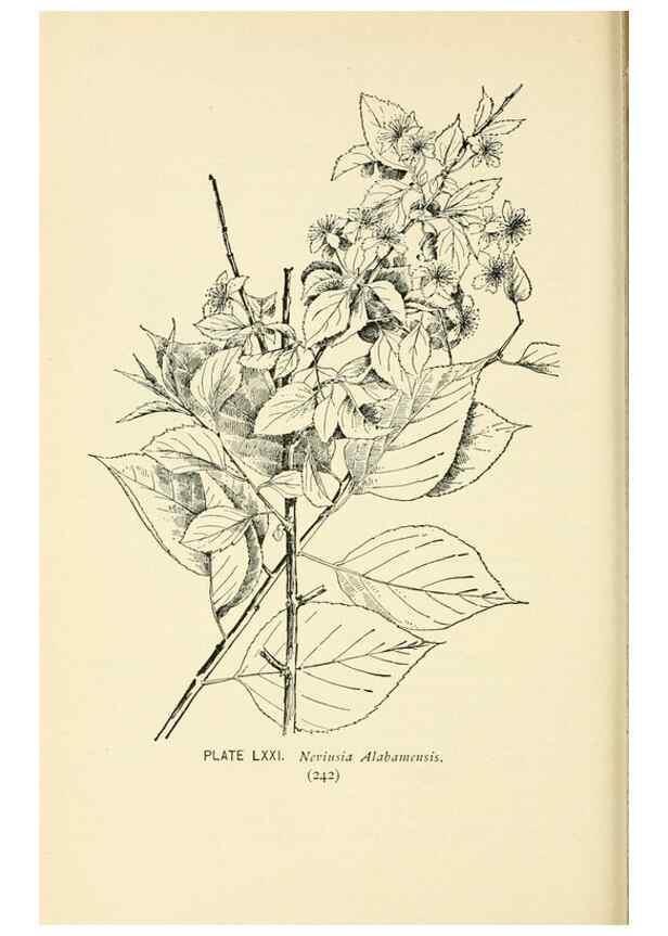 Reproducción/Reproduction 8426168601: Southern wild flowers and trees,. New York,Stokes[1901]