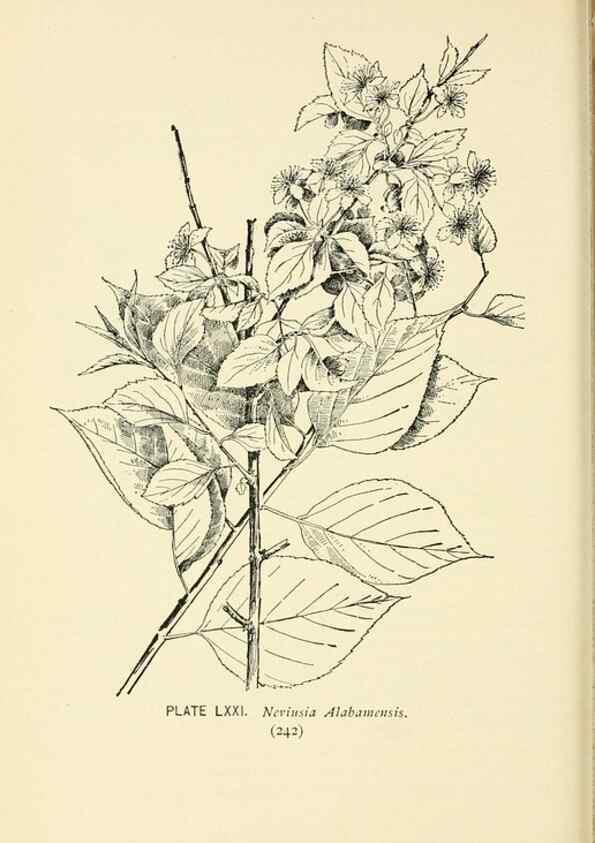Reproducción/Reproduction 8426168601: Southern wild flowers and trees,. New York,Stokes[1901]
