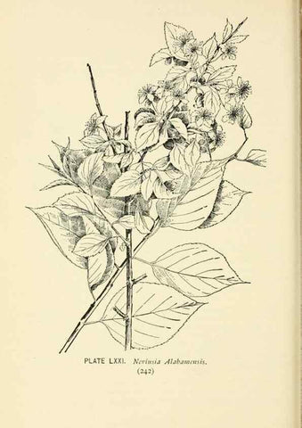 Reproducción/Reproduction 8426168601: Southern wild flowers and trees,. New York,Stokes[1901]