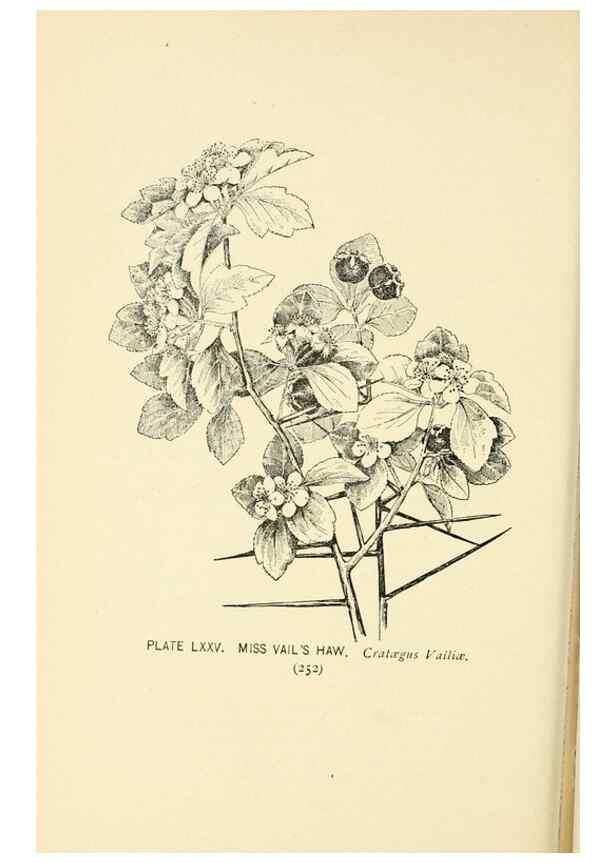 Reproducción/Reproduction 8427262790: Southern wild flowers and trees,. New York,Stokes[1901]
