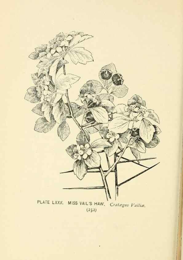 Reproducción/Reproduction 8427262790: Southern wild flowers and trees,. New York,Stokes[1901]