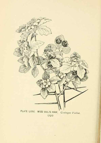 Reproducción/Reproduction 8427262790: Southern wild flowers and trees,. New York,Stokes[1901]