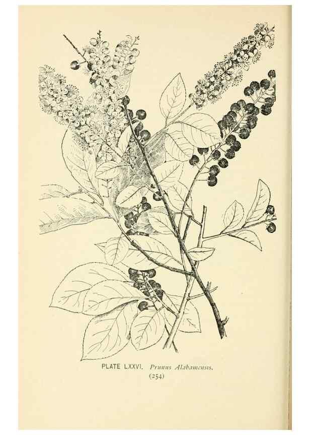 Reproducción/Reproduction 8427263600: Southern wild flowers and trees,. New York,Stokes[1901]