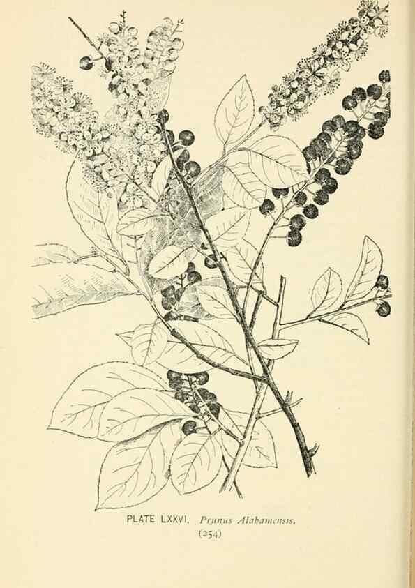 Reproducción/Reproduction 8427263600: Southern wild flowers and trees,. New York,Stokes[1901]
