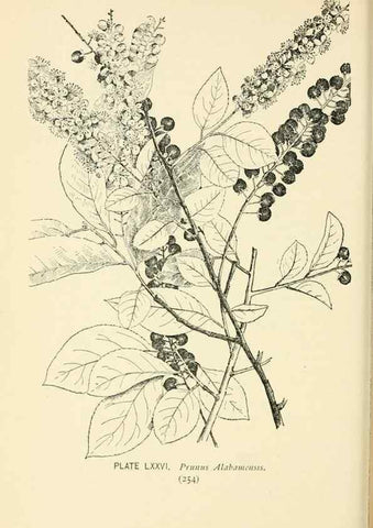 Reproducción/Reproduction 8427263600: Southern wild flowers and trees,. New York,Stokes[1901]