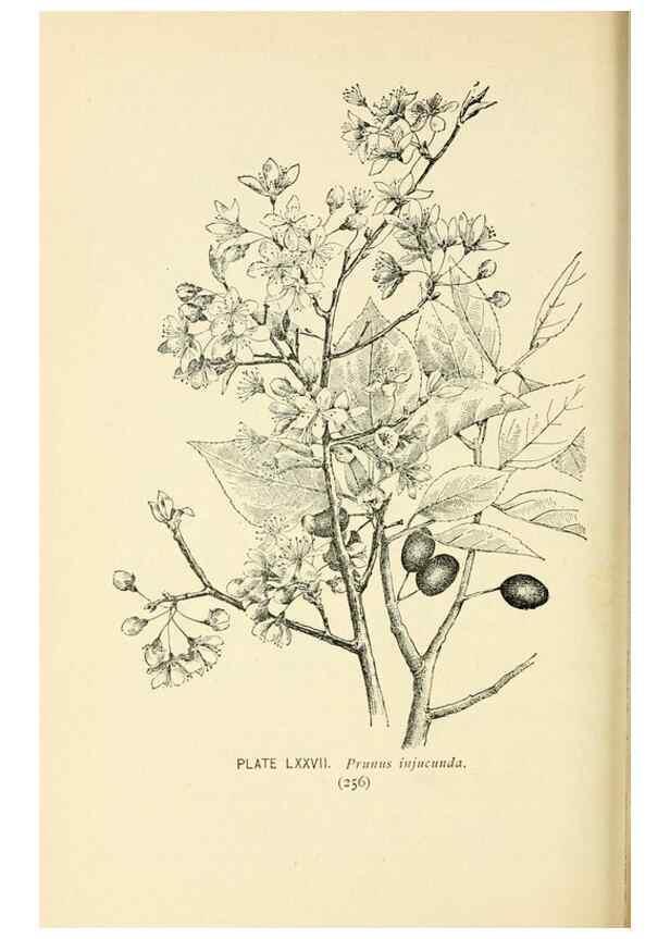 Reproducción/Reproduction 8427264360: Southern wild flowers and trees,. New York,Stokes[1901]