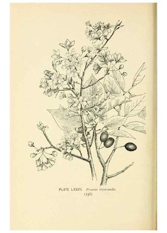 Reproducción/Reproduction 8427264360: Southern wild flowers and trees,. New York,Stokes[1901]