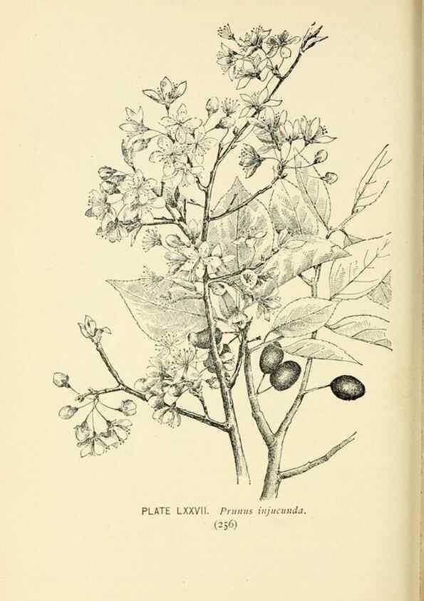 Reproducción/Reproduction 8427264360: Southern wild flowers and trees,. New York,Stokes[1901]