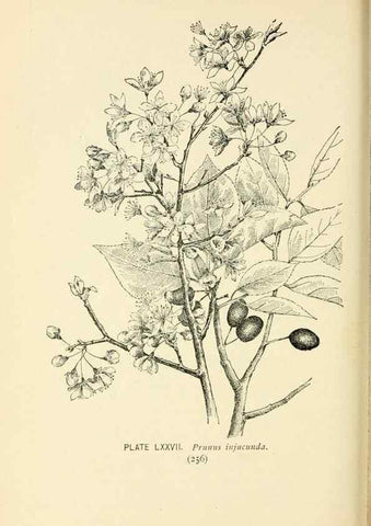 Reproducción/Reproduction 8427264360: Southern wild flowers and trees,. New York,Stokes[1901]