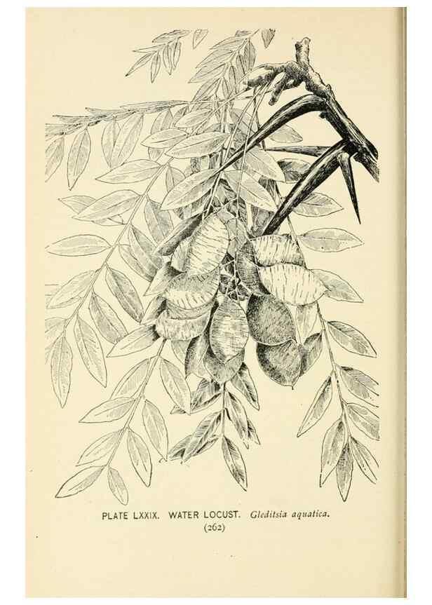 Reproducción/Reproduction 8427265954: Southern wild flowers and trees,. New York,Stokes[1901]
