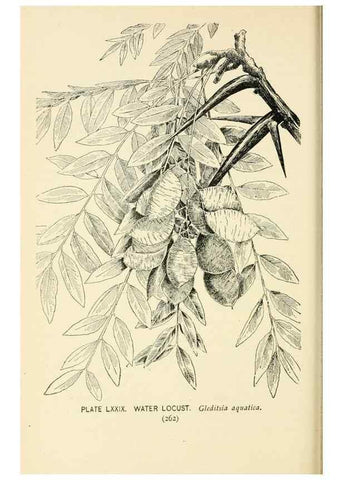 Reproducción/Reproduction 8427265954: Southern wild flowers and trees,. New York,Stokes[1901]
