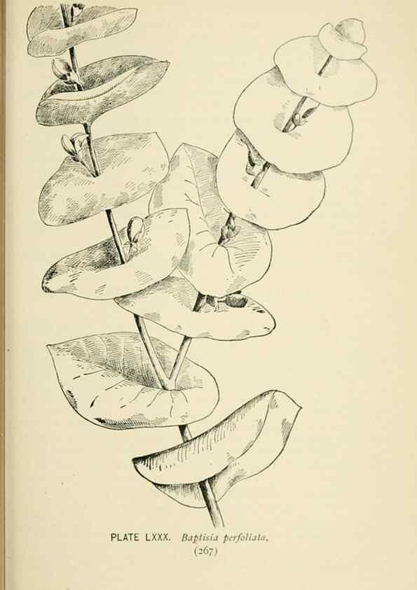 Reproducción/Reproduction 8427266476: Southern wild flowers and trees,. New York,Stokes[1901]