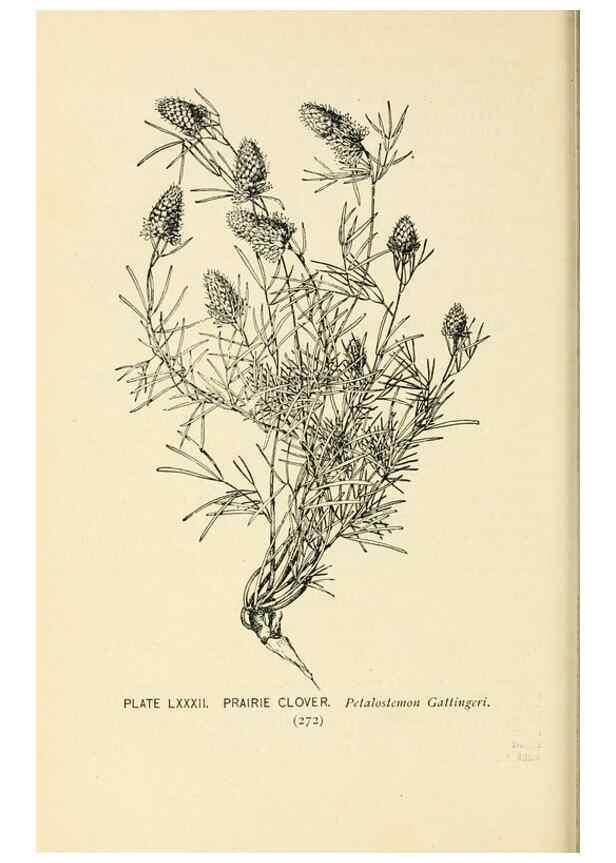Reproducción/Reproduction 8426177009: Southern wild flowers and trees,. New York,Stokes[1901]