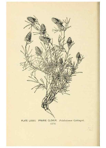 Reproducción/Reproduction 8426177009: Southern wild flowers and trees,. New York,Stokes[1901]