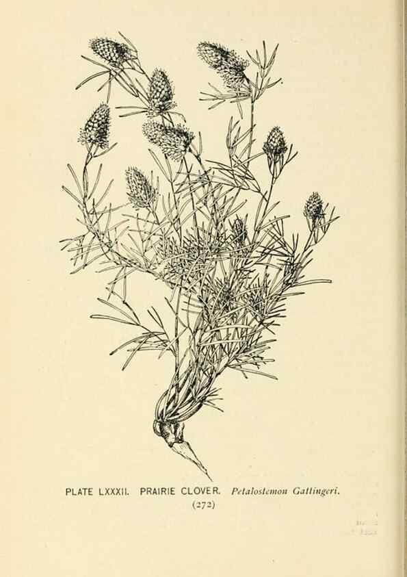 Reproducción/Reproduction 8426177009: Southern wild flowers and trees,. New York,Stokes[1901]