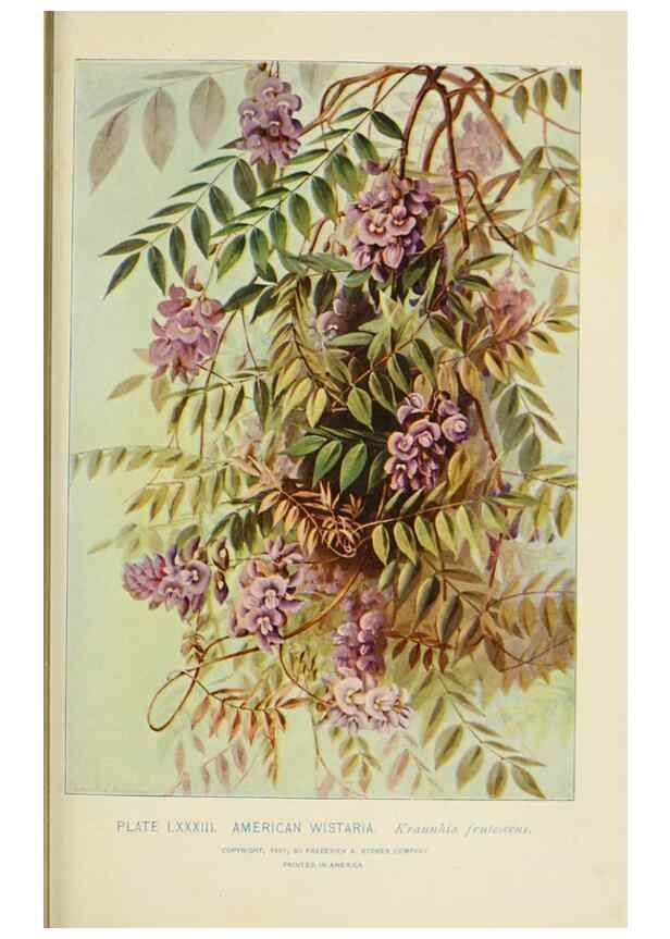 Reproducción/Reproduction 8427268642: Southern wild flowers and trees,. New York,Stokes[1901]