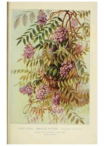 Reproducción/Reproduction 8427268642: Southern wild flowers and trees,. New York,Stokes[1901]