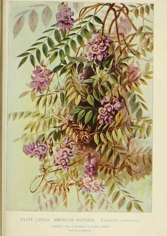 Reproducción/Reproduction 8427268642: Southern wild flowers and trees,. New York,Stokes[1901]