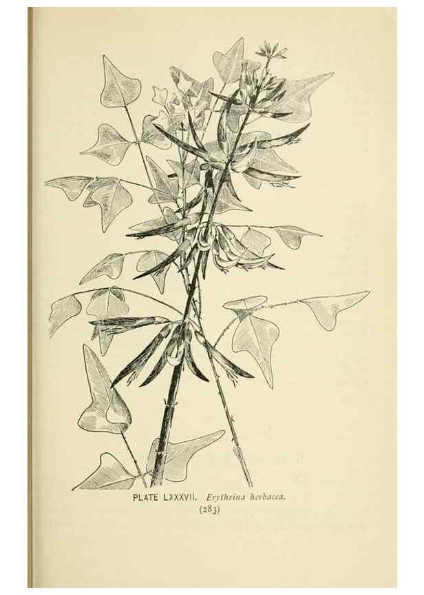 Reproducción/Reproduction 8426179767: Southern wild flowers and trees,. New York,Stokes[1901]