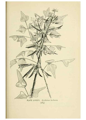 Reproducción/Reproduction 8426179767: Southern wild flowers and trees,. New York,Stokes[1901]
