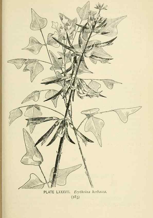 Reproducción/Reproduction 8426179767: Southern wild flowers and trees,. New York,Stokes[1901]