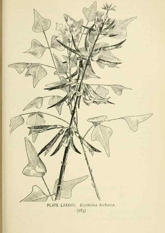 Reproducción/Reproduction 8426179767: Southern wild flowers and trees,. New York,Stokes[1901]