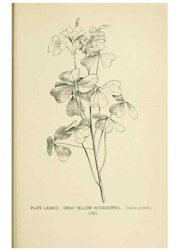 Reproducción/Reproduction 8426180225: Southern wild flowers and trees,. New York,Stokes[1901]
