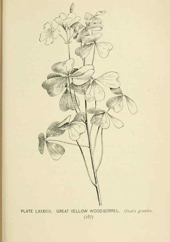 Reproducción/Reproduction 8426180225: Southern wild flowers and trees,. New York,Stokes[1901]