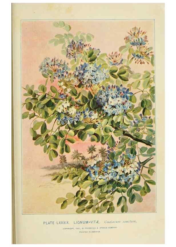 Reproducción/Reproduction 8427272186: Southern wild flowers and trees,. New York,Stokes[1901]