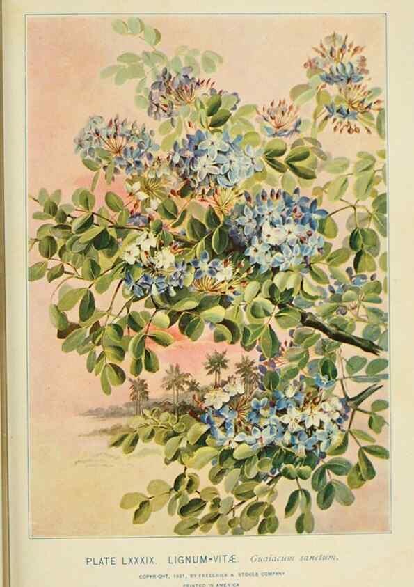 Reproducción/Reproduction 8427272186: Southern wild flowers and trees,. New York,Stokes[1901]