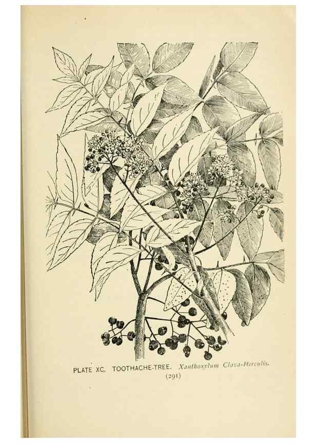 Reproducción/Reproduction 8427272894: Southern wild flowers and trees,. New York,Stokes[1901]