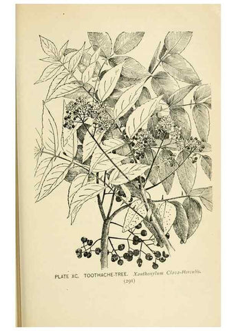 Reproducción/Reproduction 8427272894: Southern wild flowers and trees,. New York,Stokes[1901]