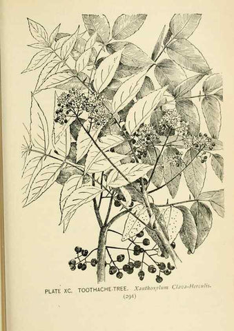 Reproducción/Reproduction 8427272894: Southern wild flowers and trees,. New York,Stokes[1901]