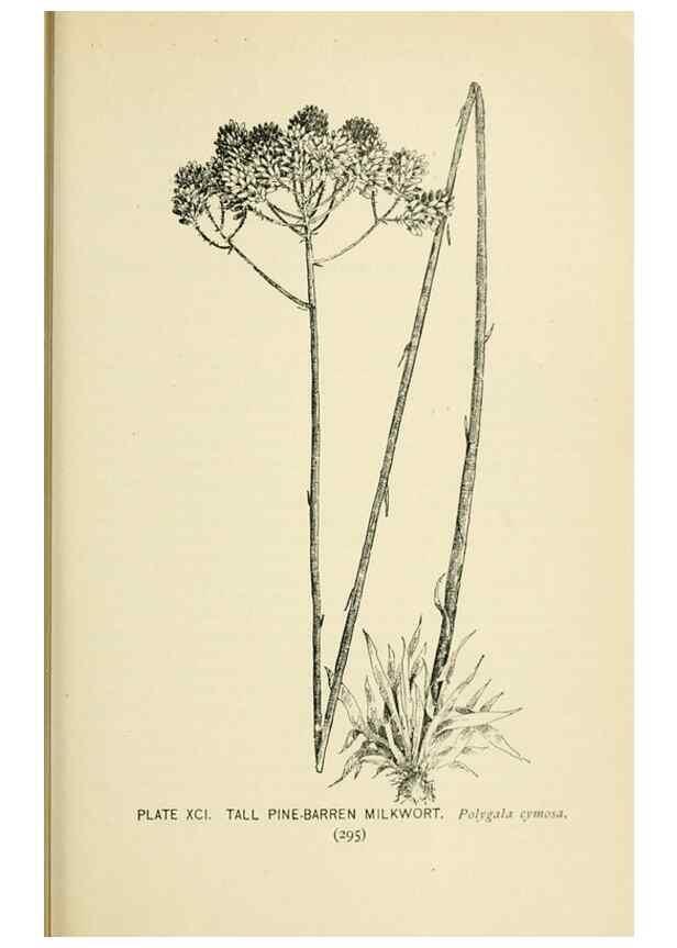 Reproducción/Reproduction 8426182139: Southern wild flowers and trees,. New York,Stokes[1901]
