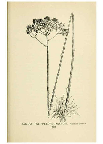 Reproducción/Reproduction 8426182139: Southern wild flowers and trees,. New York,Stokes[1901]