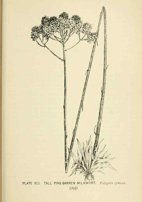 Reproducción/Reproduction 8426182139: Southern wild flowers and trees,. New York,Stokes[1901]