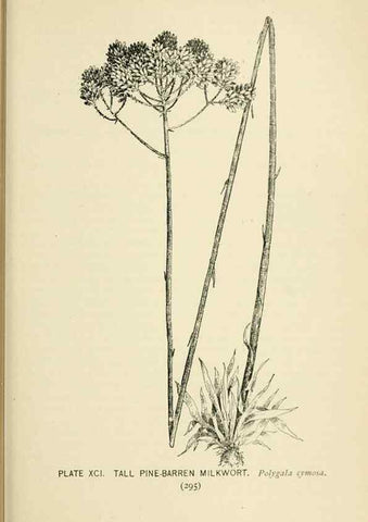 Reproducción/Reproduction 8426182139: Southern wild flowers and trees,. New York,Stokes[1901]