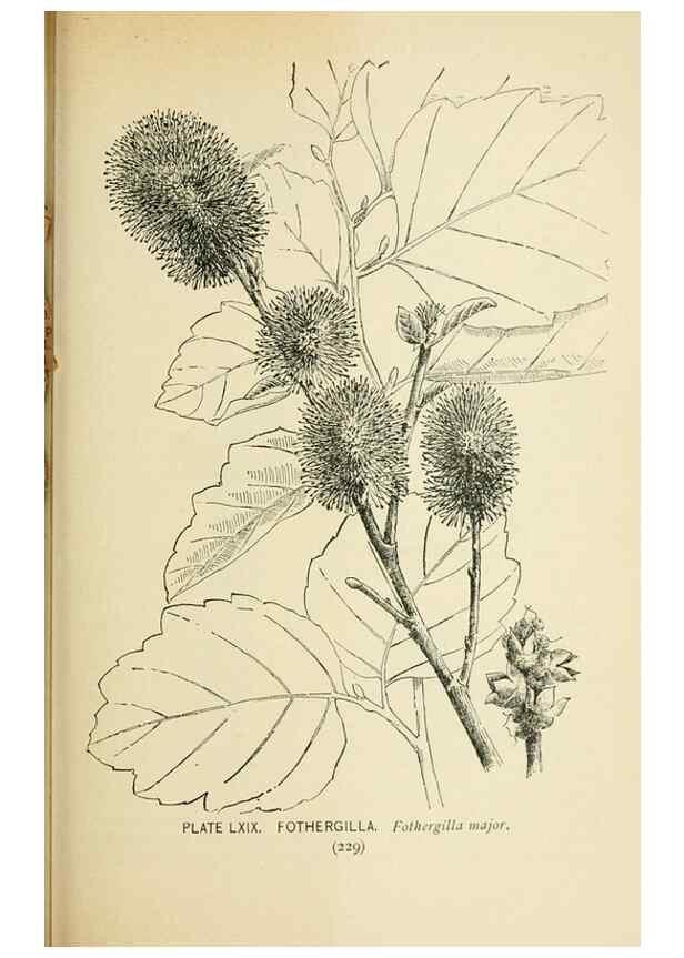 Reproducción/Reproduction 8427258530: Southern wild flowers and trees,. New York,Stokes[1901]